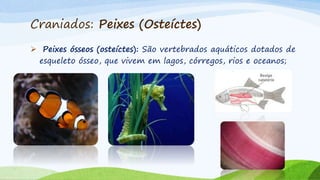 Craniados: Peixes (Osteíctes)
 Peixes ósseos (osteíctes): São vertebrados aquáticos dotados de
esqueleto ósseo, que vivem em lagos, córregos, rios e oceanos;
 