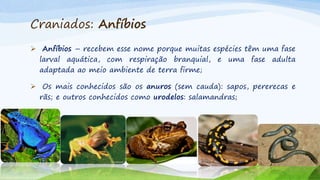 Craniados: Anfíbios
 Anfíbios – recebem esse nome porque muitas espécies têm uma fase
larval aquática, com respiração branquial, e uma fase adulta
adaptada ao meio ambiente de terra firme;
 Os mais conhecidos são os anuros (sem cauda): sapos, pererecas e
rãs; e outros conhecidos como urodelos: salamandras;
 