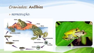 Craniados: Anfíbios
 REPRODUÇÃO:
 