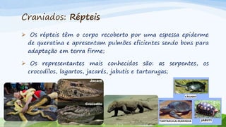Craniados: Répteis
 Os répteis têm o corpo recoberto por uma espessa epiderme
de queratina e apresentam pulmões eficientes sendo bons para
adaptação em terra firme;
 Os representantes mais conhecidos são: as serpentes, os
crocodilos, lagartos, jacarés, jabutis e tartarugas;
 