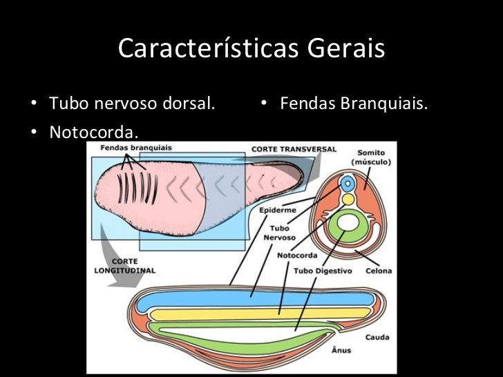 O Filo Dos Cordados Compreende 4 Subfilos