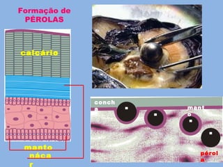 manto
náca
r
calcário
mant
o
conch
a
pérol
a
Formação de
PÉROLAS
 