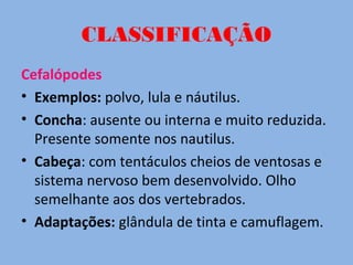 CLASSIFICAÇÃO
Cefalópodes
• Exemplos: polvo, lula e náutilus.
• Concha: ausente ou interna e muito reduzida.
Presente somente nos nautilus.
• Cabeça: com tentáculos cheios de ventosas e
sistema nervoso bem desenvolvido. Olho
semelhante aos dos vertebrados.
• Adaptações: glândula de tinta e camuflagem.
 