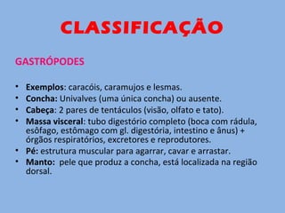 CLASSIFICAÇÃO
GASTRÓPODES
• Exemplos: caracóis, caramujos e lesmas.
• Concha: Univalves (uma única concha) ou ausente.
• Cabeça: 2 pares de tentáculos (visão, olfato e tato).
• Massa visceral: tubo digestório completo (boca com rádula,
esôfago, estômago com gl. digestória, intestino e ânus) +
órgãos respiratórios, excretores e reprodutores.
• Pé: estrutura muscular para agarrar, cavar e arrastar.
• Manto: pele que produz a concha, está localizada na região
dorsal.
 