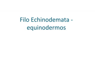 Filo Echinodemata - equinodermos 