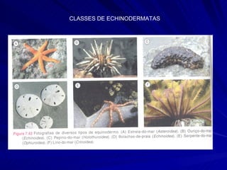 CLASSES DE ECHINODERMATAS 