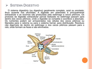 Sistema Digestivo     O sistema digestório (ou digestivo) geralmente completo, axial ou enrolado; ânus ausente nos ofiuróides. A digestão em asteróides é principalmente extracelular e as enzimas são produzidas pelo estômago e cecos pilóricos. Os produtos da digestão extracelular parcial realizada no estômago passam para dentro dos cecos pilóricos, onde a digestão se completa e acontece a absorção. Os nutrientes podem ser armazenados nas células dos cecos pilóricos ou liberados para o celoma ou para o sistema hemal, para distribuição. Resíduos não digeríveis de dentro do estômago e dos cecos pilóricos passam para o reto, onde formam as fezes e são eliminados.