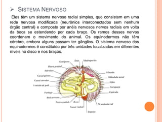 Sistema NervosoEles têm um sistema nervoso radial simples, que consistem em uma rede nervosa modificada (neurônios interconectados sem nenhum órgão central) e composto por anéis nervosos nervos radiais em volta da boca se estendendo por cada braço. Os ramos desses nervos coordenam o movimento do animal. Os equinodermos não têm cérebro, embora alguns possam ter gânglios. O sistema nervoso dos equinodermes é constituído por três unidades localizadas em diferentes níveis no disco e nos braços.