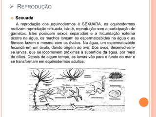 ReproduçãoSexuada     A reprodução dos equinodermos é SEXUADA, os equinodermos realizam reprodução sexuada, isto é, reprodução com a participação de gametas. Eles possuem sexos separados e a fecundação externa ocorre na água, os machos lançam os espermatozóides na água e as fêmeas fazem o mesmo com os óvulos. Na água, um espermatozóide fecunda em um óvulo, dando origem ao ovo. Dos ovos, desenvolvem-se larvas, que se locomovem próximas à superfície da água, por meio de cílios. Depois de algum tempo, as larvas vão para o fundo do mar e se transformam em equinodermos adultos. 