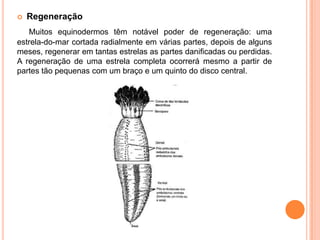 RegeneraçãoMuitos equinodermos têm notável poder de regeneração: uma estrela-do-mar cortada radialmente em várias partes, depois de alguns meses, regenerar em tantas estrelas as partes danificadas ou perdidas. A regeneração de uma estrela completa ocorrerá mesmo a partir de partes tão pequenas com um braço e um quinto do disco central.