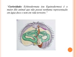 “Curiosidade: Echinodermata (ou Equinodermos) é o maior filo animal que não possui nenhuma representação em água doce e nem em vida terrestre.”