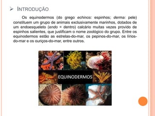 IntroduçãoOs equinodermos (do grego echinos: espinhos; derma: pele) constituem um grupo de animais exclusivamente marinhos, dotados de um endoesqueleto (endo = dentro) calcário muitas vezes provido de espinhos salientes, que justificam o nome zoológico do grupo. Entre os equinodermos estão as estrelas-do-mar, os pepinos-do-mar, os lírios-do-mar e os ouriços-do-mar, entre outros.