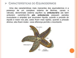 Características do Equinodermos     Uma das características mais marcantes dos equinodermos é a presença de um complexo sistema de lâminas, canais e válvulas, denominado sistema aquífero ou ambulacrário (do latim ambulare: caminhar).Ospés ambulacrais possuem paredes musculares e ampolas que acumulam líquido, quando a pressão do líquido é maior nos pés, estes ficam mais rígidos, quando a pressão diminui, eles ficam moles - essa diferença permite o movimento.