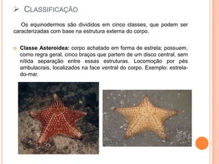 Classificação     Os equinodermos são divididos em cinco classes, que podem ser caracterizadas com base na estrutura externa do corpo.Classe Asteroidea: corpo achatado em forma de estrela; possuem, como regra geral, cinco braços que partem de um disco central, sem nítida separação entre essas estruturas. Locomoção por pés ambulacrais, localizados na face ventral do corpo. Exemplo: estrela-do-mar.