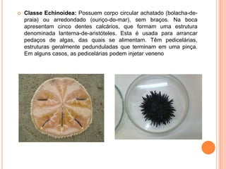 Classe Echinoidea: Possuem corpo circular achatado (bolacha-de-praia) ou arredondado (ouriço-do-mar), sem braços. Na boca apresentam cinco dentes calcários, que formam uma estrutura denominada lanterna-de-aristóteles. Esta é usada para arrancar pedaços de algas, das quais se alimentam. Têm pedicelárias, estruturas geralmente pedunduladas que terminam em uma pinça. Em alguns casos, as pedicelárias podem injetar veneno