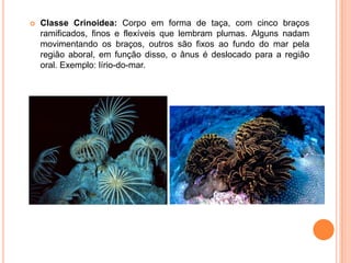 Classe Crinoidea: Corpo em forma de taça, com cinco braços ramificados, finos e flexíveis que lembram plumas. Alguns nadam movimentando os braços, outros são fixos ao fundo do mar pela região aboral, em função disso, o ânus é deslocado para a região oral. Exemplo: lírio-do-mar.