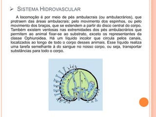 Sistema Hidrovascular     A locomoção é por meio de pés ambulacrais (ou ambulacrários), que protraem das áreas ambulacrais; pelo movimento dos espinhos, ou pelo movimento dos braços, que se estendem a partir do disco central do corpo. Também existem ventosas nas extremidades dos pés ambulacrários que permitem ao animal fixar-se ao substrato, exceto os representantes da classe Ophiuroidea. Há um líquido incolor que circula pelos canais, localizados ao longo de todo o corpo desses animais. Esse líquido realiza uma tarefa semelhante à do sangue no nosso corpo, ou seja, transportar substâncias para todo o corpo.
