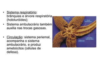 • Sistema respiratório:
  brânquias e árvore respiratória
  (holoturóides);
• Sistema ambulacrário também
  auxilia nas trocas gasosas.

• Circulação: sistema periemal,
  acompanha o sistema
  ambulacrário, e produz
  amebócitos (células de
  defesa).
 