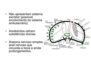 • Não apresentam sistema
  excretor (possível
  envolvimento do sistema
  ambulacrário);

• Amebócitos retiram
  substâncias tóxicas;

• Sistema nervoso simples:
  anel nervoso que
  circunda a boca e emite
  prolongamentos.
 