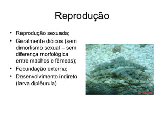 Reprodução
• Reprodução sexuada;
• Geralmente dióicos (sem
  dimorfismo sexual – sem
  diferença morfológica
  entre machos e fêmeas);
• Fecundação externa;
• Desenvolvimento indireto
  (larva diplêurula)
 