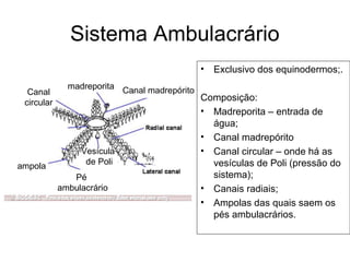 Sistema Ambulacrário
                                              • Exclusivo dos equinodermos;.
              madreporita Canal madrepórito
  Canal
 circular
                                              Composição:
                                              • Madreporita – entrada de
                                                água;
                                              • Canal madrepórito
                 Vesícula                     • Canal circular – onde há as
                  de Poli                       vesículas de Poli (pressão do
ampola
               Pé                               sistema);
            ambulacrário                      • Canais radiais;
                                              • Ampolas das quais saem os
                                                pés ambulacrários.
 