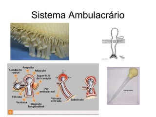 Sistema Ambulacrário
 