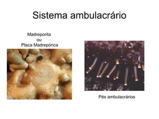 Sistema ambulacrário
   Madreporita
       ou
Placa Madrepórica




                    Pés ambulacrários
 