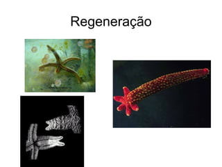 Regeneração
 