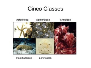 Cinco Classes
Asteroidea      Ophiuroidea    Crinoidea




Holothuroidea     Echinoidea
 