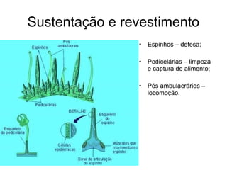 Sustentação e revestimento
                • Espinhos – defesa;

                • Pedicelárias – limpeza
                  e captura de alimento;

                • Pés ambulacrários –
                  locomoção.
 
