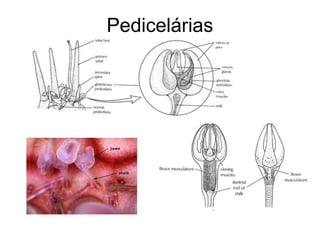 Pedicelárias
 