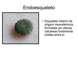 Endoesqueleto

       • Esqueleto interno de
         origem mesodérmica,
         formadas por placas
         calcáreas fortemente
         unidas entre si.
 
