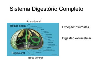Sistema Digestório Completo

                Ânus dorsal
Região aboral
                                Exceção: ofiuróides


                                Digestão extracelular



 Região oral
                 Boca ventral
 