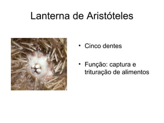 Lanterna de Aristóteles

          • Cinco dentes

          • Função: captura e
            trituração de alimentos
 