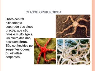 CLASSE OPHIUROIDEA
Disco central
nitidamente
separado dos cinco
braços, que são
finos e muito ágeis.
Os ofiuroides não
possuem ânus.
São conhecidos por
serpentes-do-mar
ou estrelas-
serpentes.
 