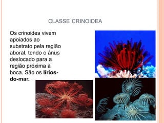 CLASSE CRINOIDEA
Os crinoides vivem
apoiados ao
substrato pela região
aboral, tendo o ânus
deslocado para a
região próxima à
boca. São os lírios-
do-mar.
 