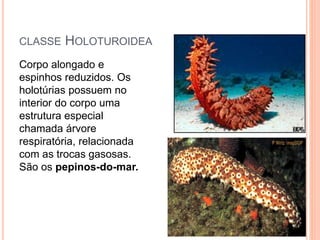CLASSE HOLOTUROIDEA
Corpo alongado e
espinhos reduzidos. Os
holotúrias possuem no
interior do corpo uma
estrutura especial
chamada árvore
respiratória, relacionada
com as trocas gasosas.
São os pepinos-do-mar.
 