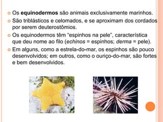 Os equinodermos são animais exclusivamente marinhos.
 São triblásticos e celomados, e se aproximam dos cordados
por serem deuterostômios.
 Os equinodermos têm “espinhos na pele”, característica
que deu nome ao filo (echinos = espinhos; derma = pele).
 Em alguns, como a estrela-do-mar, os espinhos são pouco
desenvolvidos; em outros, como o ouriço-do-mar, são fortes
e bem desenvolvidos.
 