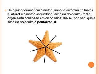  Os equinodermos têm simetria primária (simetria da larva)
bilateral e simetria secundária (simetria do adulto) radial,
organizada com base em cinco raios; diz-se, por isso, que a
simetria no adulto é pentarradial.
 
