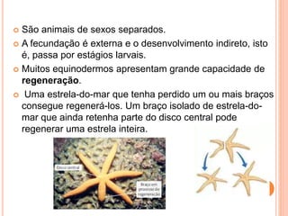  São animais de sexos separados.
 A fecundação é externa e o desenvolvimento indireto, isto
é, passa por estágios larvais.
 Muitos equinodermos apresentam grande capacidade de
regeneração.
 Uma estrela-do-mar que tenha perdido um ou mais braços
consegue regenerá-los. Um braço isolado de estrela-do-
mar que ainda retenha parte do disco central pode
regenerar uma estrela inteira.
 