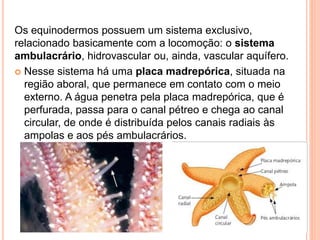 Os equinodermos possuem um sistema exclusivo,
relacionado basicamente com a locomoção: o sistema
ambulacrário, hidrovascular ou, ainda, vascular aquífero.
 Nesse sistema há uma placa madrepórica, situada na
região aboral, que permanece em contato com o meio
externo. A água penetra pela placa madrepórica, que é
perfurada, passa para o canal pétreo e chega ao canal
circular, de onde é distribuída pelos canais radiais às
ampolas e aos pés ambulacrários.
 