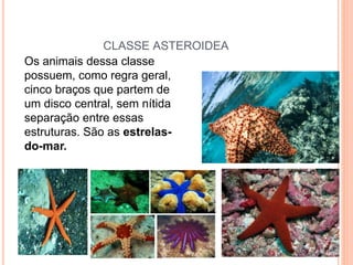 CLASSE ASTEROIDEA
Os animais dessa classe
possuem, como regra geral,
cinco braços que partem de
um disco central, sem nítida
separação entre essas
estruturas. São as estrelas-
do-mar.
 