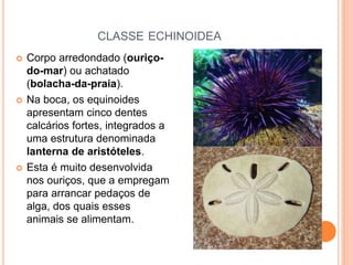 CLASSE ECHINOIDEA
 Corpo arredondado (ouriço-
do-mar) ou achatado
(bolacha-da-praia).
 Na boca, os equinoides
apresentam cinco dentes
calcários fortes, integrados a
uma estrutura denominada
lanterna de aristóteles.
 Esta é muito desenvolvida
nos ouriços, que a empregam
para arrancar pedaços de
alga, dos quais esses
animais se alimentam.
 