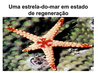 Uma estrela-do-mar em estado
de regeneração
 
