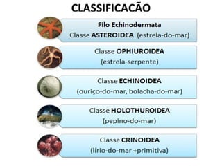 CLASSIFICAÇÃO
 