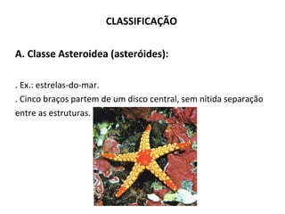 CLASSIFICAÇÃO
A. Classe Asteroidea (asteróides):
. Ex.: estrelas-do-mar.
. Cinco braços partem de um disco central, sem nítida separação
entre as estruturas.
 