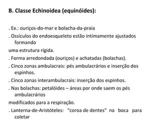 B. Classe Echinoidea (equinóides):
. Ex.: ouriços-do-mar e bolacha-da-praia
. Ossículos do endoesqueleto estão intimamente ajustados
formando
uma estrutura rígida.
. Forma arredondada (ouriços) e achatadas (bolachas).
. Cinco zonas ambulacrais: pés ambulacrários e inserção dos
espinhos.
. Cinco zonas interambulacrais: inserção dos espinhos.
. Nas bolachas: petalóides – áreas por onde saem os pés
ambulacrários
modificados para a respiração.
. Lanterna-de-Aristóteles: “coroa de dentes” na boca para
coletar
 