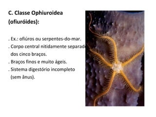 C. Classe Ophiuroidea
(ofiuróides):
. Ex.: ofiúros ou serpentes-do-mar.
. Corpo central nitidamente separado
dos cinco braços.
. Braços finos e muito ágeis.
. Sistema digestório incompleto
(sem ânus).
 