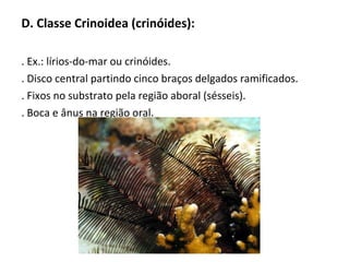 D. Classe Crinoidea (crinóides):
. Ex.: lírios-do-mar ou crinóides.
. Disco central partindo cinco braços delgados ramificados.
. Fixos no substrato pela região aboral (sésseis).
. Boca e ânus na região oral.
 