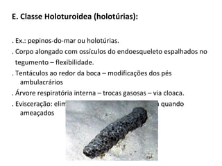 E. Classe Holoturoidea (holotúrias):
. Ex.: pepinos-do-mar ou holotúrias.
. Corpo alongado com ossículos do endoesqueleto espalhados no
tegumento – flexibilidade.
. Tentáculos ao redor da boca – modificações dos pés
ambulacrários
. Árvore respiratória interna – trocas gasosas – via cloaca.
. Evisceração: eliminação das vísceras pela cloaca quando
ameaçados
 